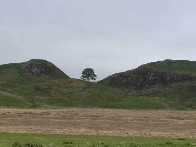 Tree from Robin Hood
Tree from Robin Hood Prince of Thieves (Kevin Costner) - on Hadrian's Wall
