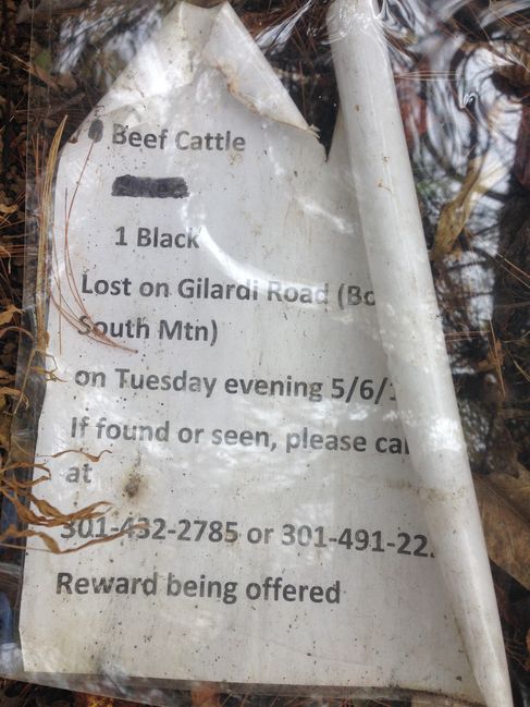 I lost my cow...did you see it on the AT?
