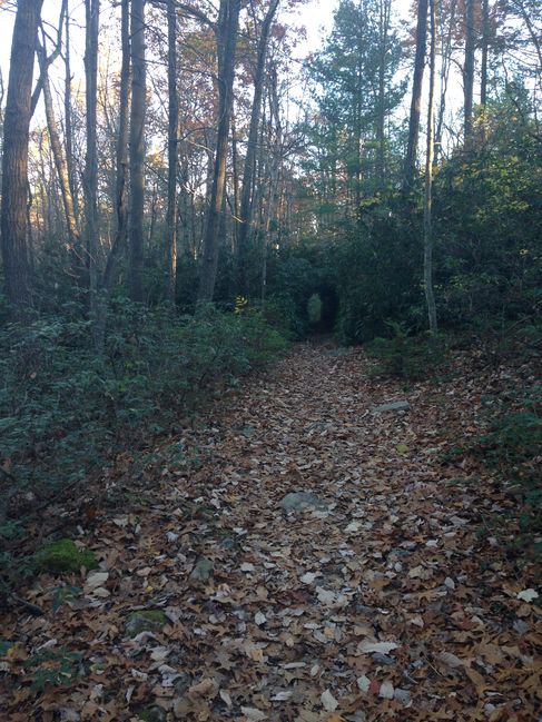 green tunnel before Quarry Shelter
