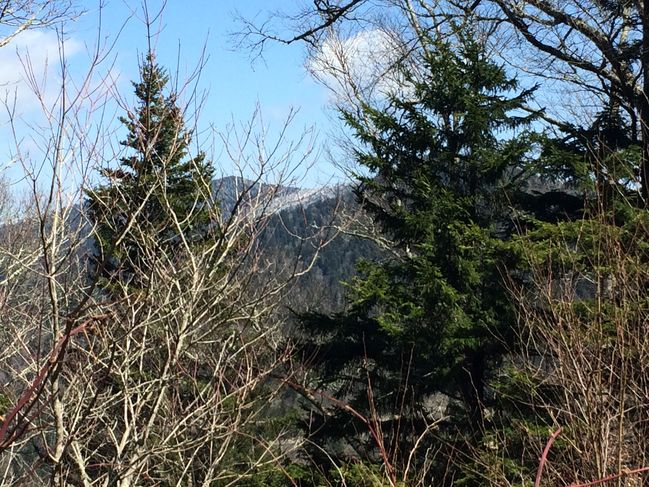 Frost on Mtn Top after Clingman's

