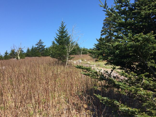 Grayson Highlands SP

