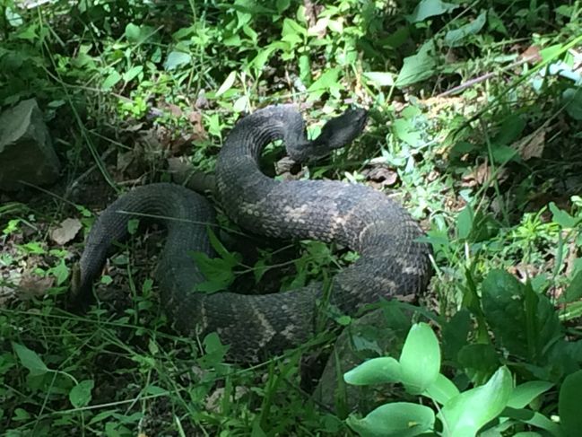 Rattlesnake #2
