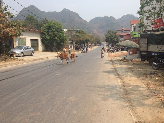 Cattle in town streets en route to Son La
