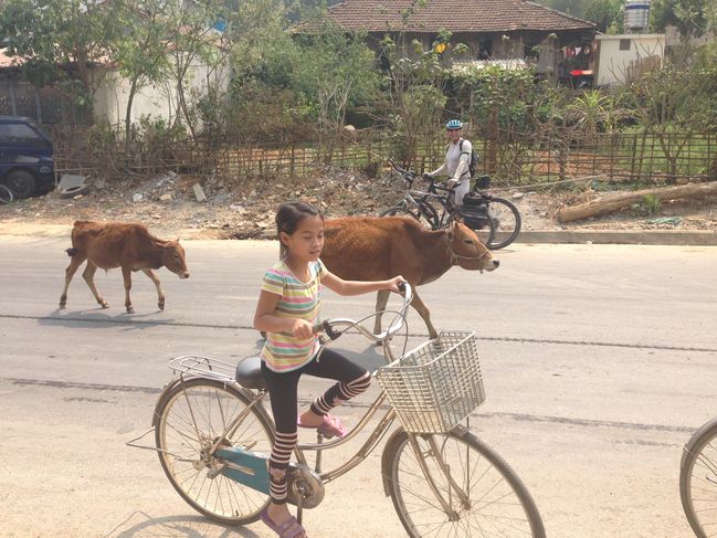 Cattle in town streets en route to Son La
