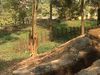 Filename=SouthEastAsiaBikeTrip_250.JPG
Filesize=3021KiB
Dimensions=3264x2448
Date added=Mar 17, 2017 SouthEastAsiaBikeTrip_250.JPG