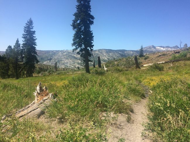 8/24 old forest fire remnants approaching Red's
