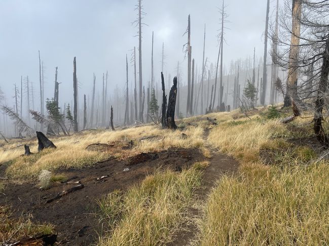 10/12/20 daytime views of burned-out forest
