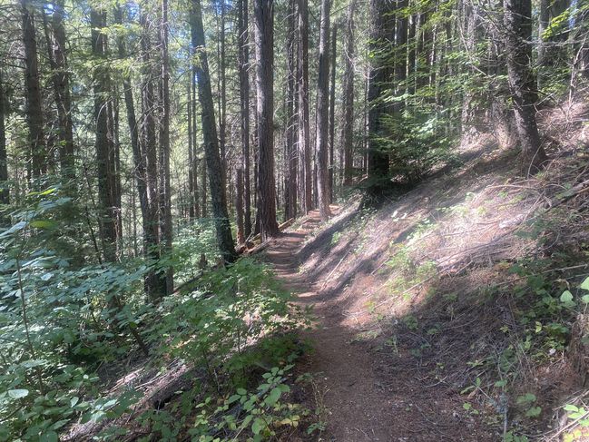 8/14/20 long descent through forest
