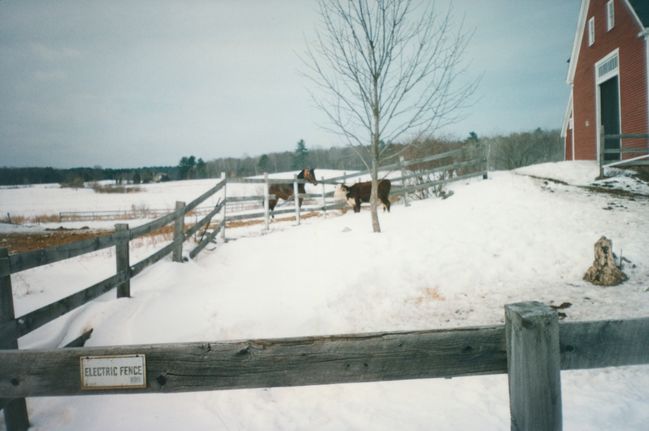 Recently constructed front corral showing interaction between our cows and Kay's horses
