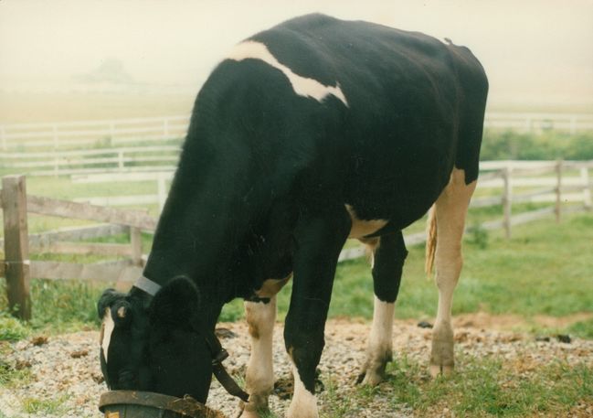 Henry the Holstein steer Bondgarden ca 1992
