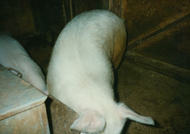 Lula gives birth to piglets ca 1992
