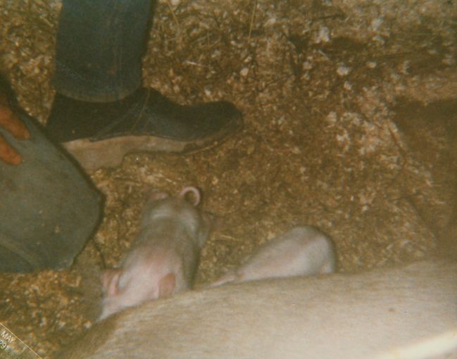 Lula gives birth to piglets ca 1992
