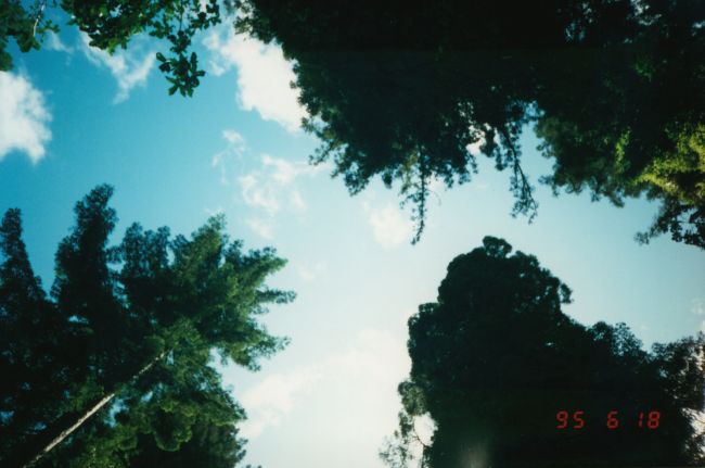 Muir Woods
