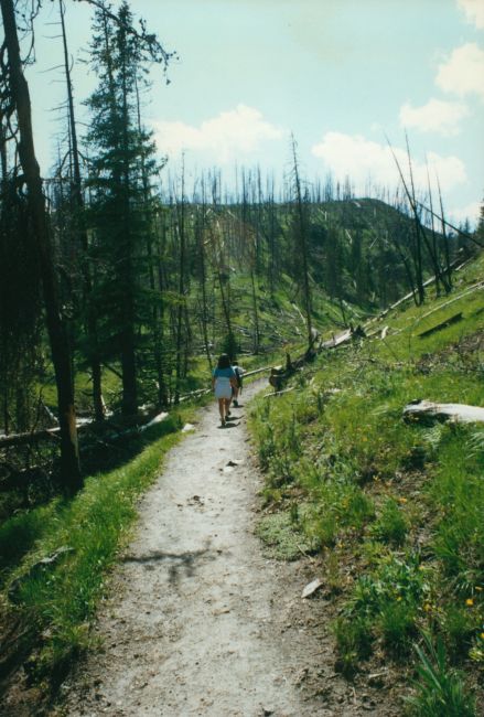 hking in Yellowstone through an old burn
