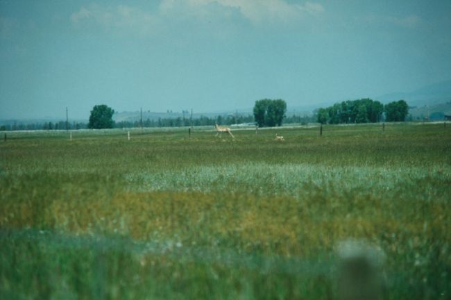 irrigated fields

