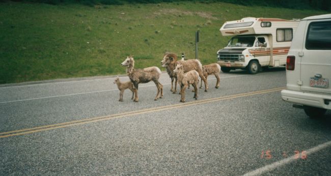 Dall Sheep on road
