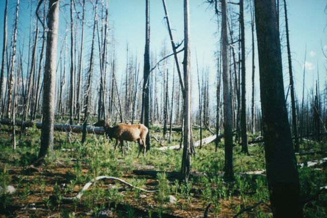 Elk in Yellowstone 
