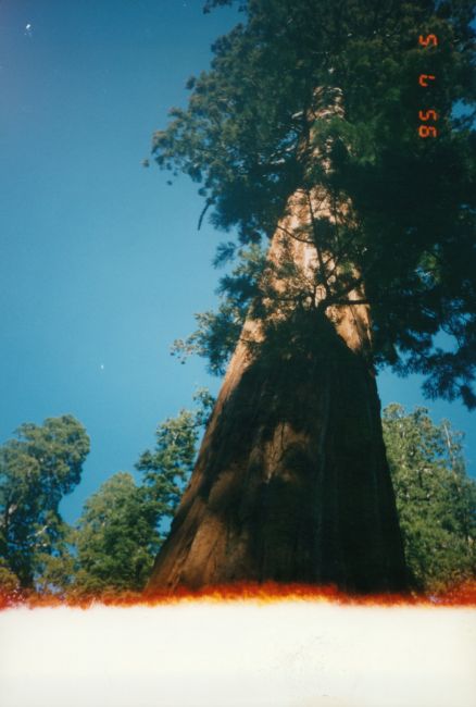  Sequoia National Park
