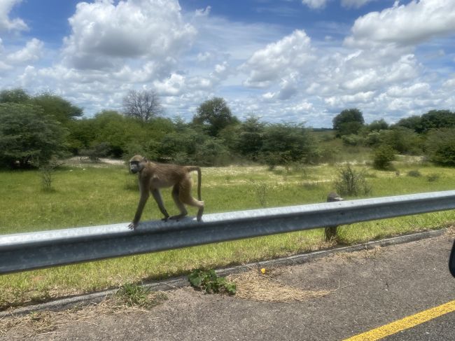2/6/23 baboon in Caprivi Strip while still in Namibia before reaching Botswana border
