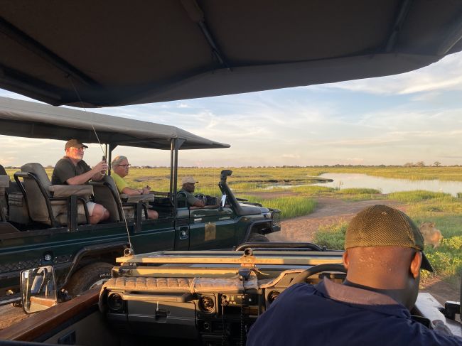 2/6/23 Multiple lodges' Land Rovers all watching same lions
