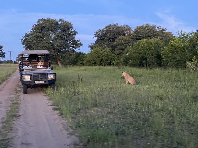 2/6/23 Lion outside park looking at potential supper
