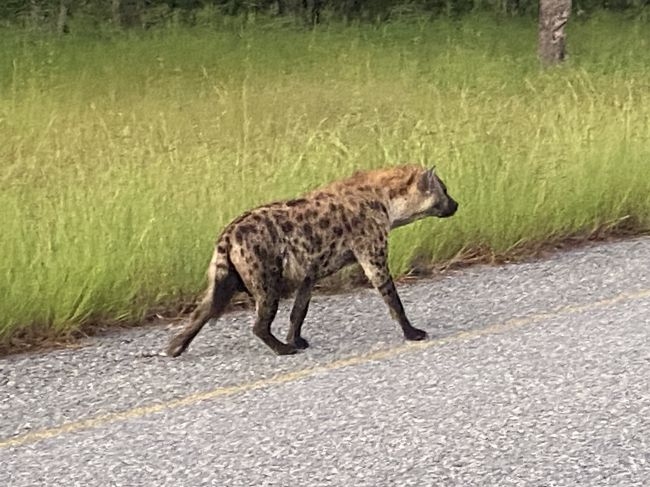 2/6/23 hyena outside of park on main road back to lodge after leavig park
