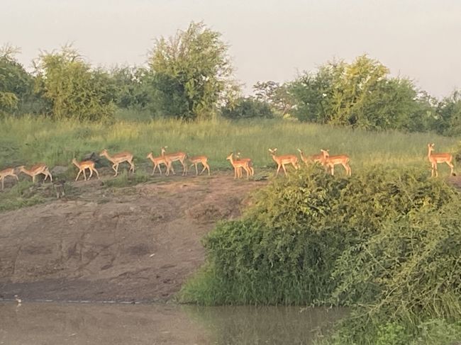 2/6/23  small antelope at dusk in Chobe
