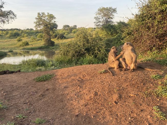 2/6/23 baboons in Chobe
