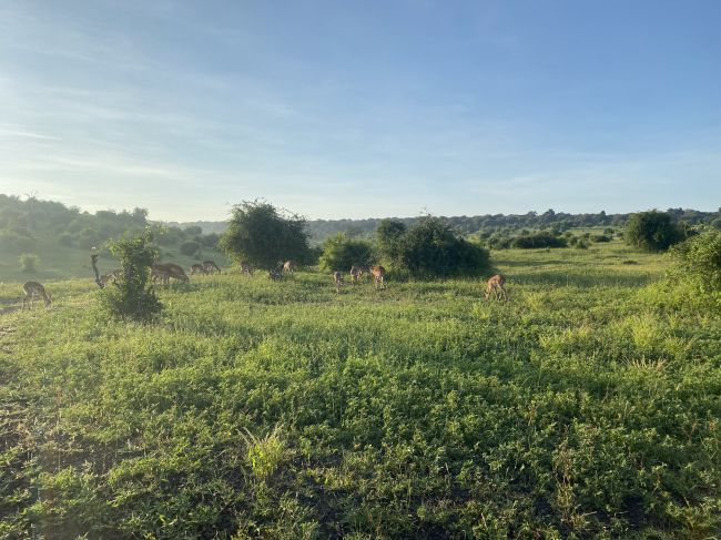 2/6/23 Chobe at dusk
