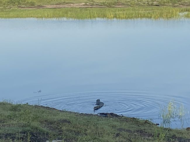 2/6/23 crocodile leaving riverbank
