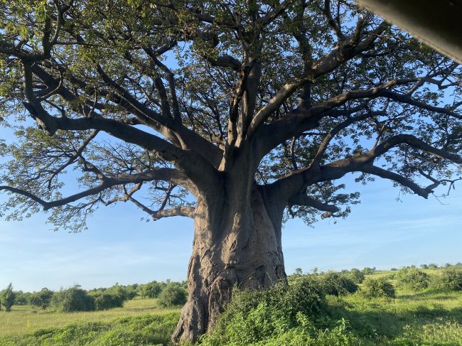 2/6/23 baobab tree
