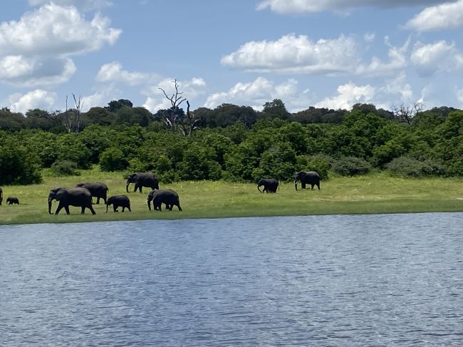 2/7/23 Elephants from boat during river cruise

