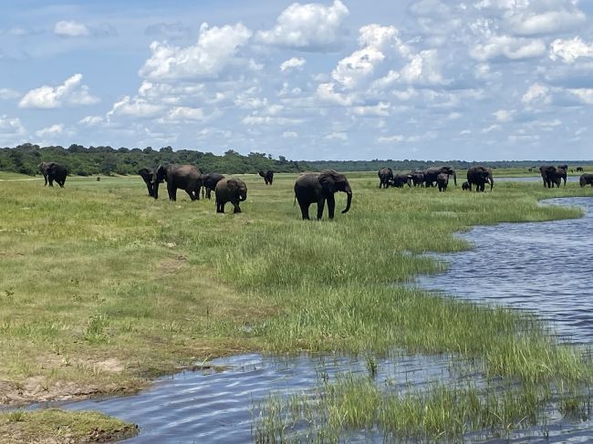 2/7/23 Elephants from boat during river cruise
