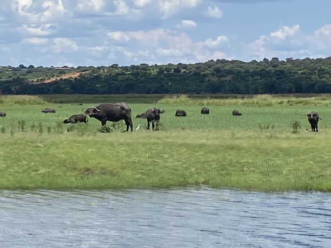 2/7/23 water buffalo during river cruise

