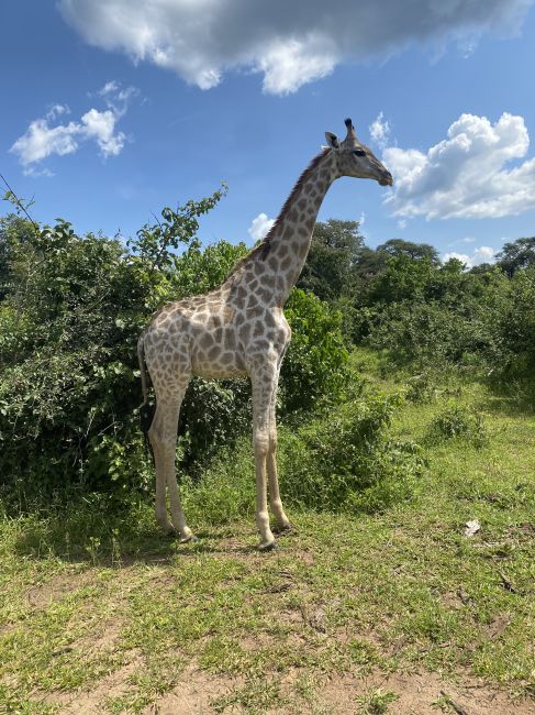 2/7/23 giraffe in Chobe
