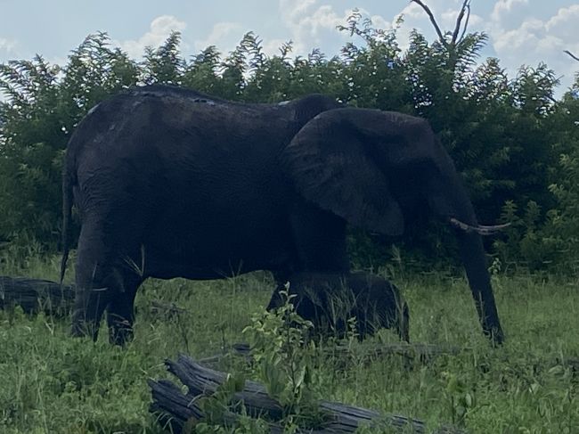 2/7/23 Elephants in Chobe
