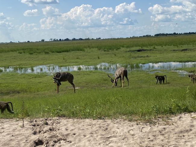 2/7/23 baboons and antelope in Chobe
