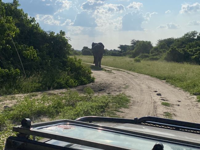 2/7/23 following a big elephant in our Land Rover
