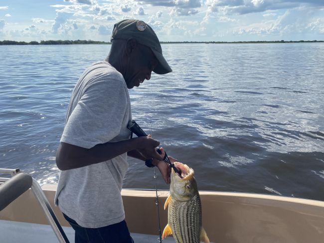 2/8/23 Ray caught this tiger fish on the Zambezi River.  Paul caught his usual nothing.
