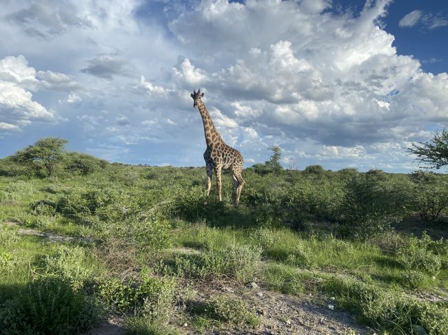 2/9/23 giraffe in Etosha National Park, Namibia
