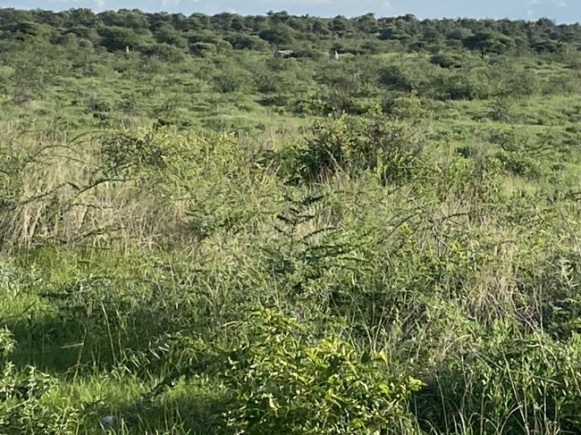 2/9/23 rhinoceros in far background in Etosha National Park, Namibia
