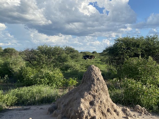 2/9/23 ostriches and termite mound in Etosha National Park, Namibia
