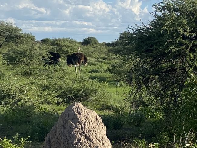 2/9/23 ostrich and termite mound in Etosha National Park, Namibia
