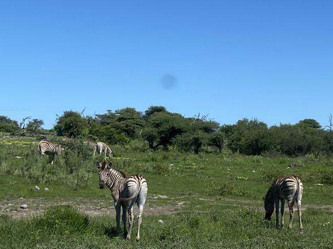 2/10/23 zebra in Etosha
