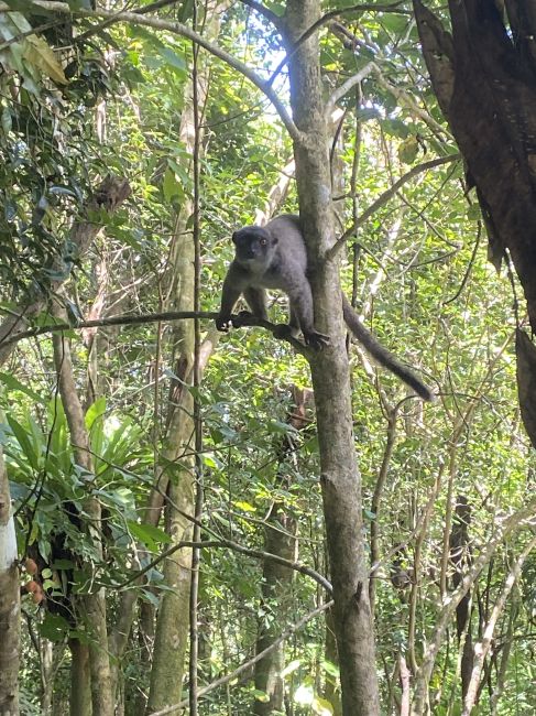 12/10/23 Lemurs in Parque National de l'Ambre in Madagascar
