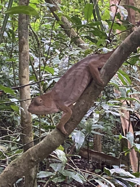 12/10/23 Big Chamelion in Parque National de l'Ambre
