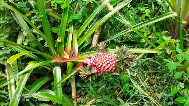 12/12/23 Wild pineapple in Parque National de Ambre
