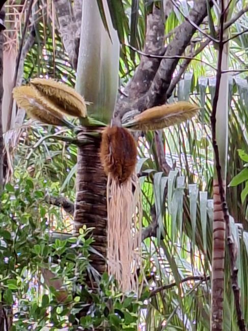 During nature walk in Mahe, Seychelles
