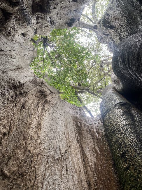 Looking up from inside big Baobab tree
