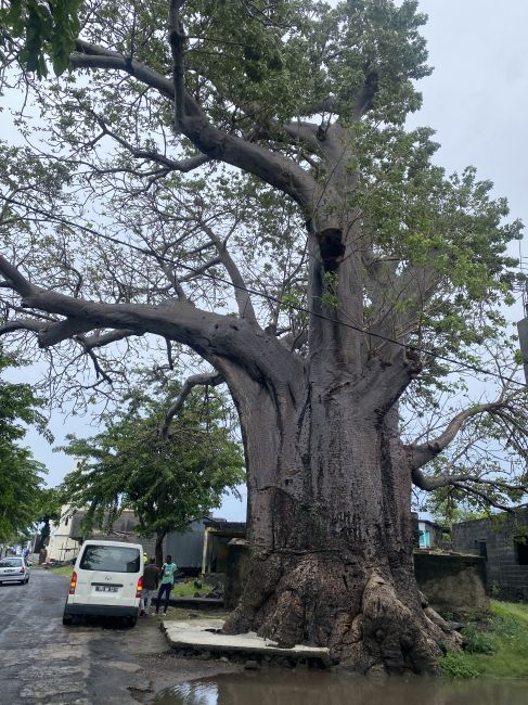 Big Baobab Tree in Comoros
